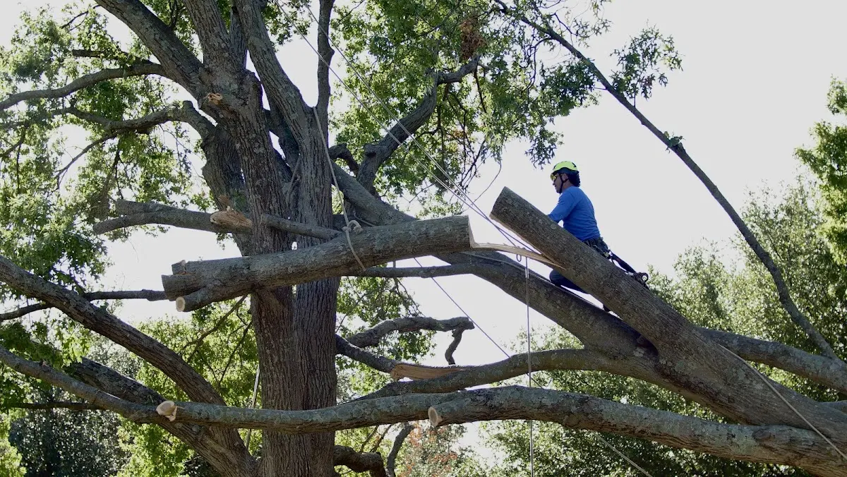 Professional Crown Thinning performed by certified arborists in Closplint